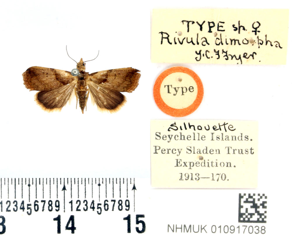 /filer/webapps/moths/media/images/D/dimorpha_Rivula_STF_BMNH.jpg