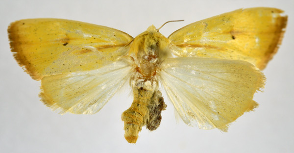 /filer/webapps/moths/media/images/D/dinarodes_Pardoxia_AF_NHMO.jpg