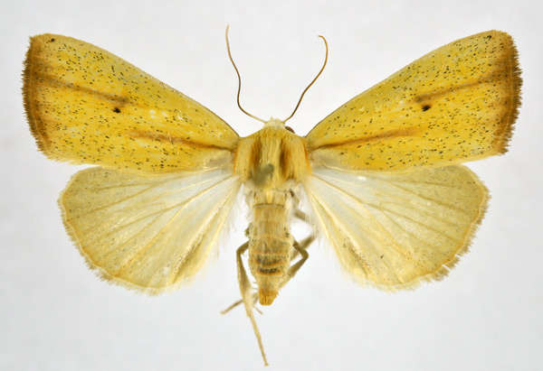 /filer/webapps/moths/media/images/D/dinarodes_Pardoxia_AF_NHMO_02.jpg