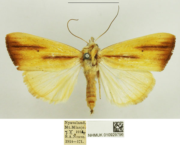 /filer/webapps/moths/media/images/D/dinarodes_Pardoxia_AF_NHMUK.jpg