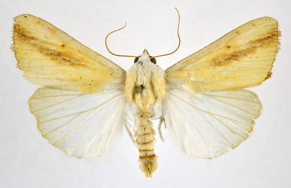 /filer/webapps/moths/media/images/D/dinarodes_Pardoxia_AM_NHMO.jpg