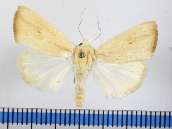 /filer/webapps/moths/media/images/D/dinarodes_Pardoxia_A_MGCLa_01.JPG