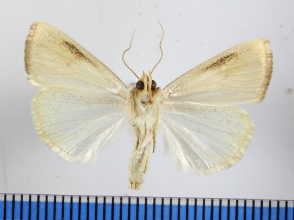 /filer/webapps/moths/media/images/D/dinarodes_Pardoxia_A_MGCLb_01.JPG