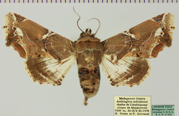 /filer/webapps/moths/media/images/D/dinota_Caligatus_AF_MNHNa.jpg