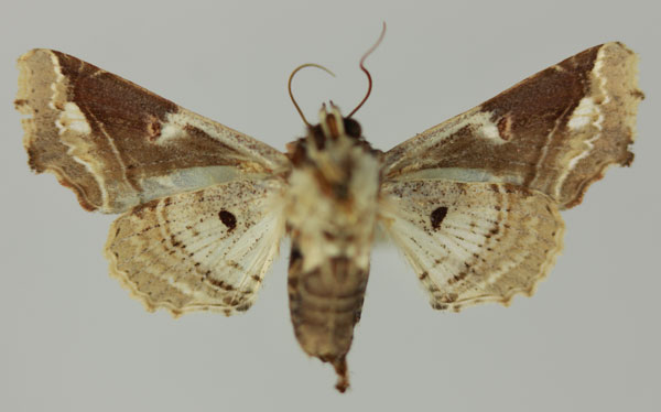 /filer/webapps/moths/media/images/D/dinota_Caligatus_AF_MNHNb.jpg