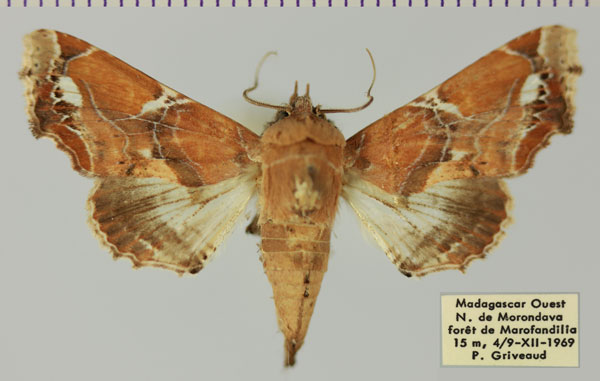 /filer/webapps/moths/media/images/D/dinota_Caligatus_AM_MNHNa.jpg