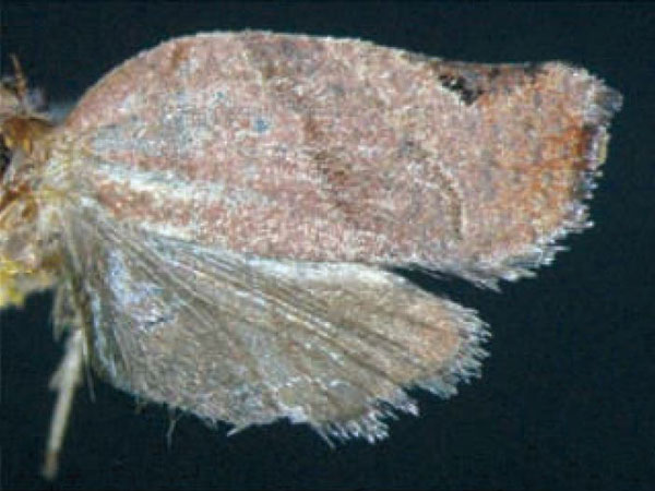 /filer/webapps/moths/media/images/D/dinota_Choristoneura_AF_Trematerra.jpg