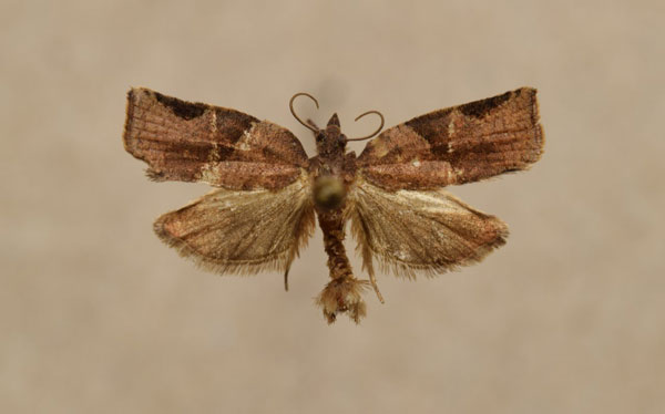 /filer/webapps/moths/media/images/D/dinota_Choristoneura_AM_Butler.jpg