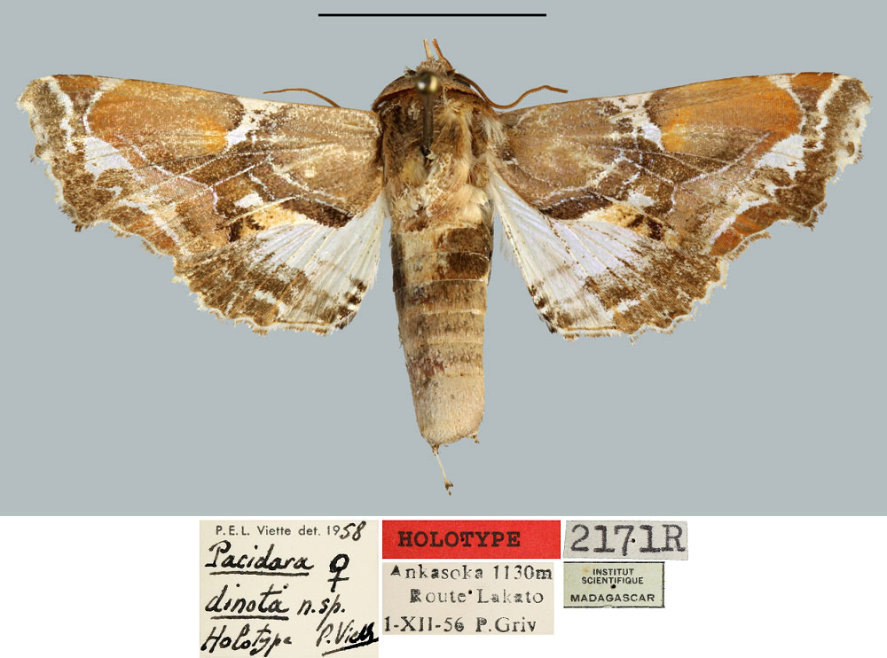 /filer/webapps/moths/media/images/D/dinota_Pacidara_HT_MNHN.jpg