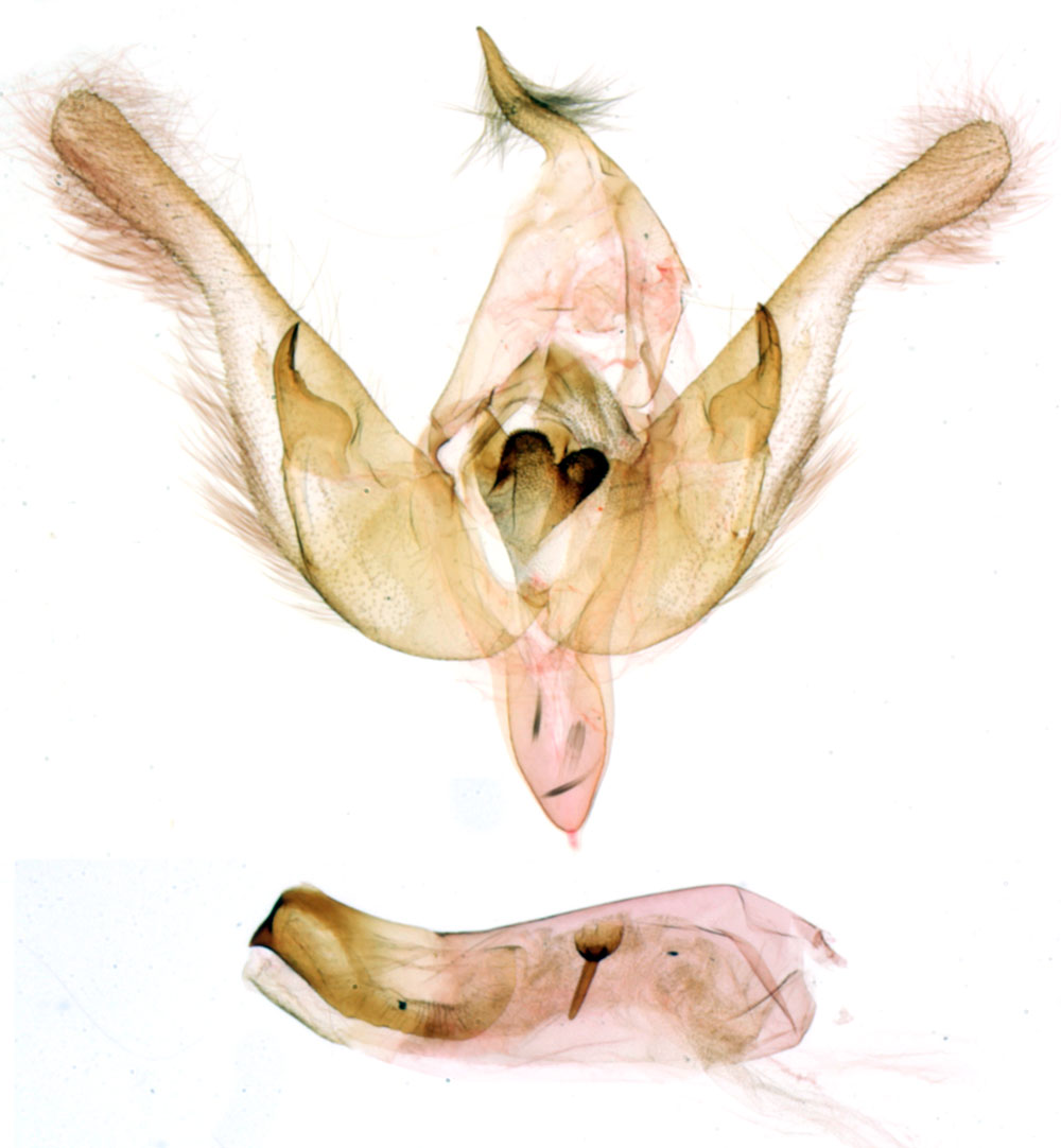 /filer/webapps/moths/media/images/D/dinshoense_Rhodochlaena_GMHT_MNHN_BL919.jpg