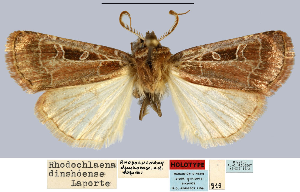 /filer/webapps/moths/media/images/D/dinshoense_Rhodochlaena_HT_MNHN.jpg