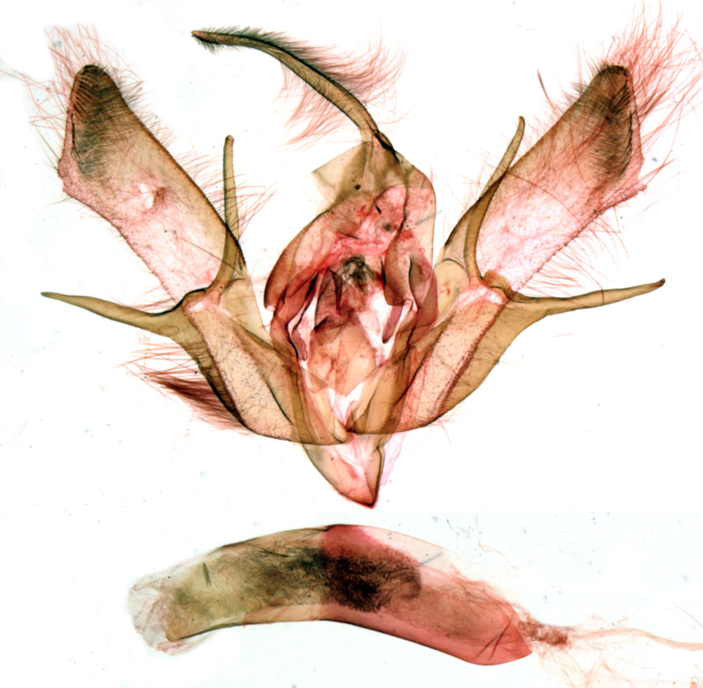/filer/webapps/moths/media/images/D/dinshoensis_Euxootera_GMHT_MNHN_BL1046.jpg