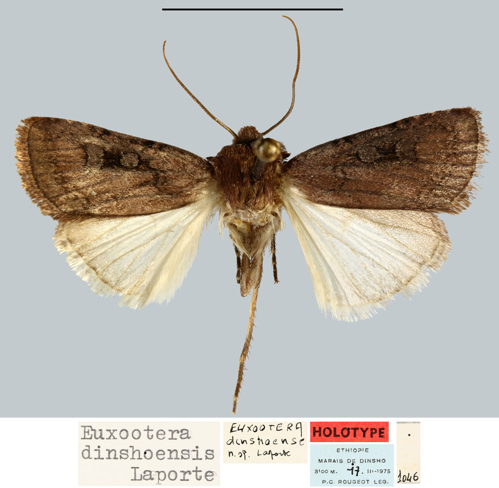 /filer/webapps/moths/media/images/D/dinshoensis_Euxootera_HT_MNHN.jpg