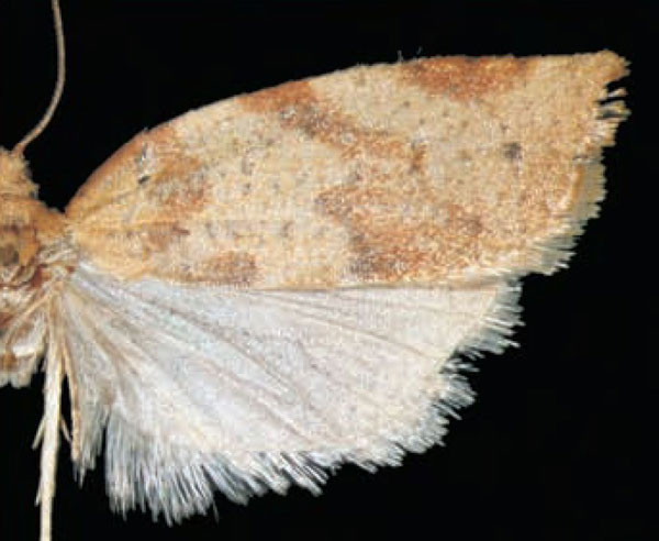 /filer/webapps/moths/media/images/D/dinshona_Procrica_HT_Trematerra.jpg