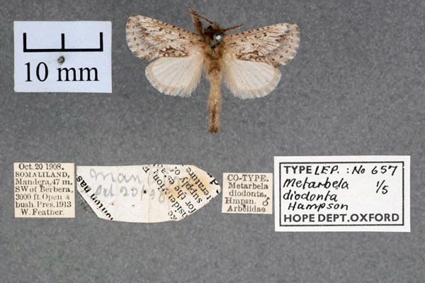 /filer/webapps/moths/media/images/D/diodonta_Metarbela_ST_OUMNH_01.jpg