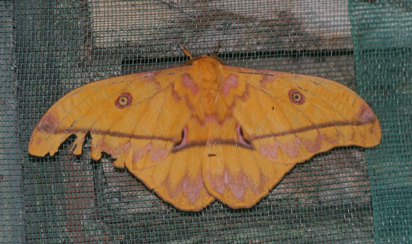 /filer/webapps/moths/media/images/D/dione_Nudaurelia_A_Jorpeland.jpg