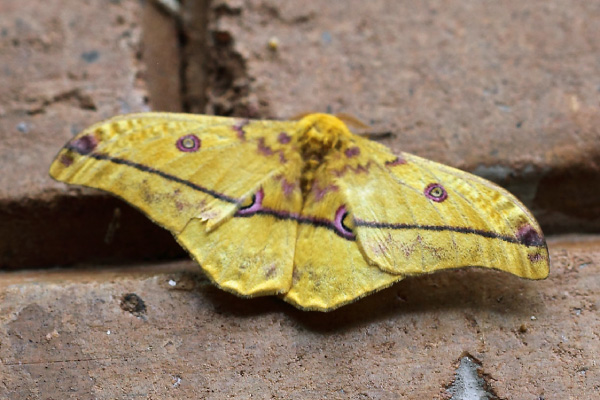 /filer/webapps/moths/media/images/D/dione_Nudaurelia_A_Voaden.jpg