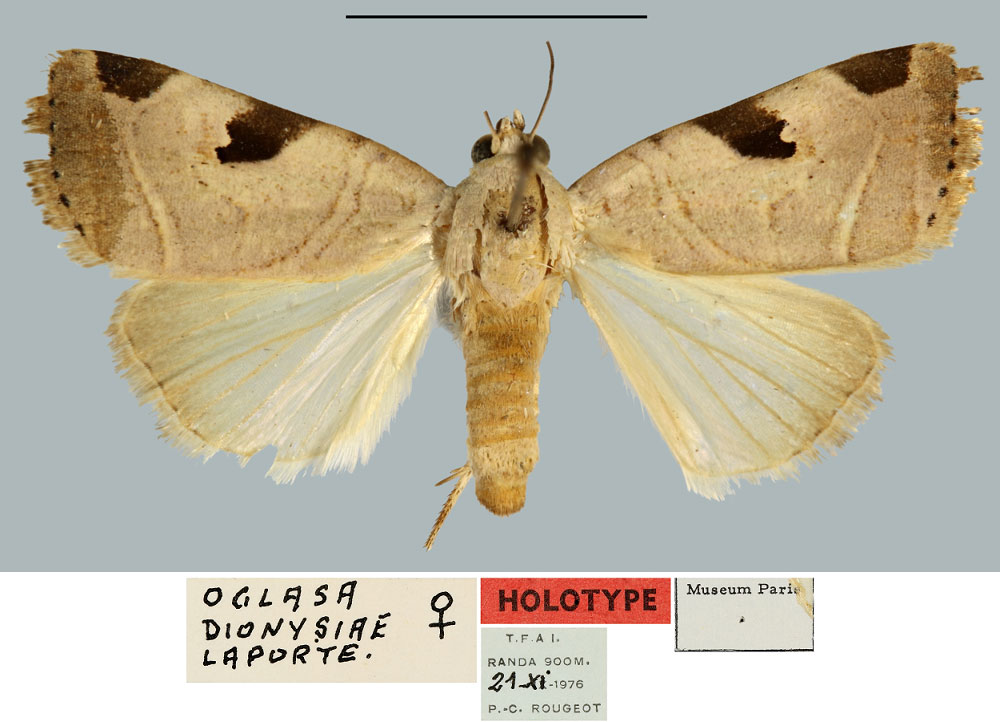 /filer/webapps/moths/media/images/D/dionysiae_Oglasa_HT_MNHN.jpg