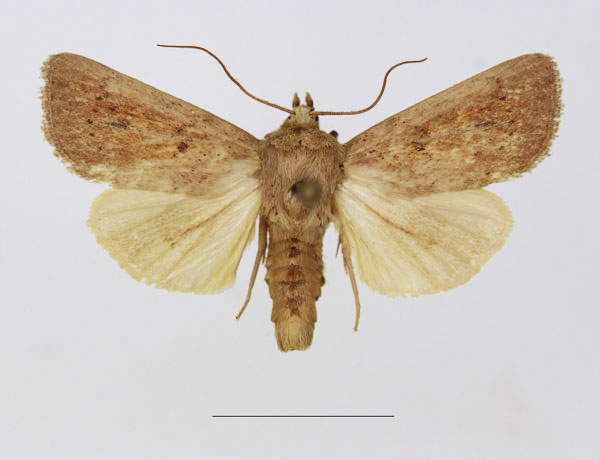 /filer/webapps/moths/media/images/D/diopis_Mythimna_A_Legrain_01.jpg