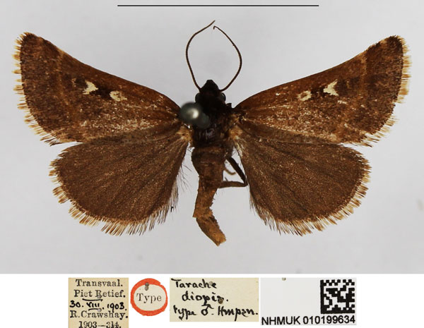 /filer/webapps/moths/media/images/D/diopis_Tarache_HT_NHMUK.jpg