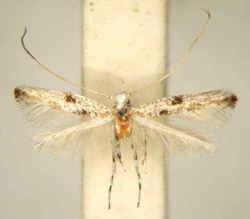 /filer/webapps/moths/media/images/D/diospyri_Cuphodes_HT_TMSA6315.jpg