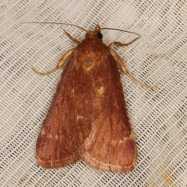 /filer/webapps/moths/media/images/D/dipectinialis_Bostra_A_Heyns_01.JPG