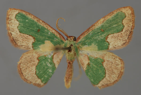 /filer/webapps/moths/media/images/D/diphrontis_Heterorachis_A_ZSM_01.jpg