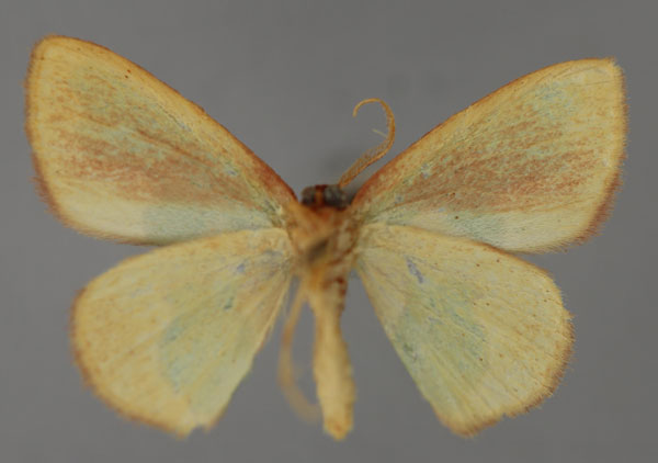 /filer/webapps/moths/media/images/D/diphrontis_Heterorachis_A_ZSM_02.jpg