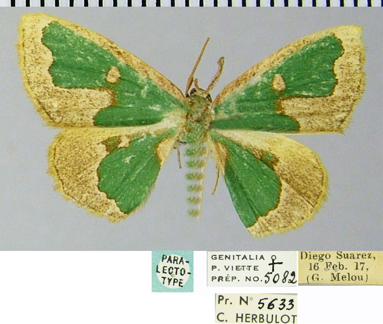 /filer/webapps/moths/media/images/D/diphrontis_Heterorachis_PLTF_ZSM.jpg