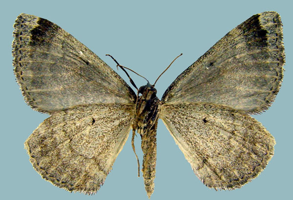 /filer/webapps/moths/media/images/D/diplocampa_Larentia_AF_ZSMb.jpg