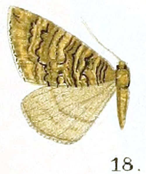 /filer/webapps/moths/media/images/D/diplocampa_Larentia_HT_Prout_16-18.jpg