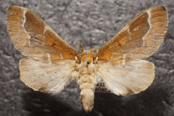 /filer/webapps/moths/media/images/D/diplocyma_Streblote_AF_Stroehle.jpg