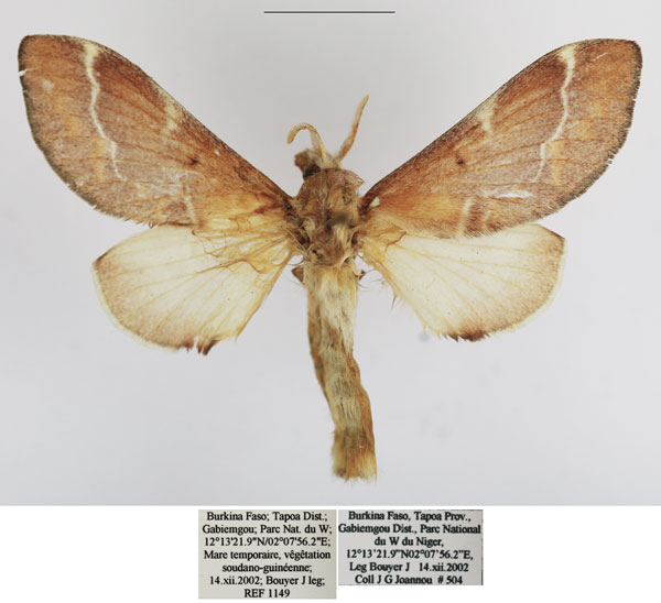 /filer/webapps/moths/media/images/D/diplocyma_Streblote_AF_TMSA.jpg