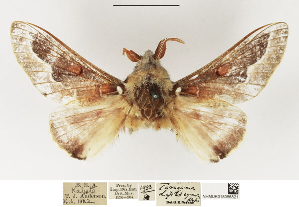 /filer/webapps/moths/media/images/D/diplocyma_Streblote_AM_NHMUK.jpg