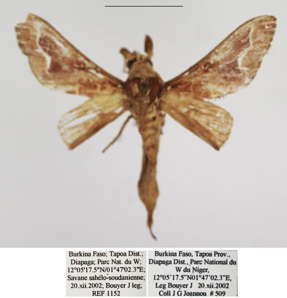 /filer/webapps/moths/media/images/D/diplocyma_Streblote_AM_TMSA.jpg