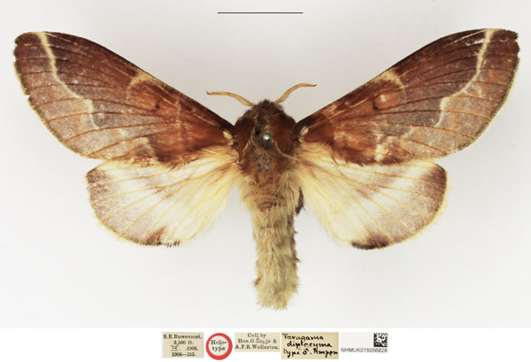/filer/webapps/moths/media/images/D/diplocyma_Taragama_HT_NHMUK.jpg