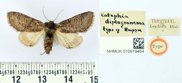 /filer/webapps/moths/media/images/D/diplogramma_Catephia_AT_BMNH.jpg