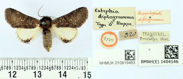 /filer/webapps/moths/media/images/D/diplogramma_Catephia_HT_BMNH.jpg