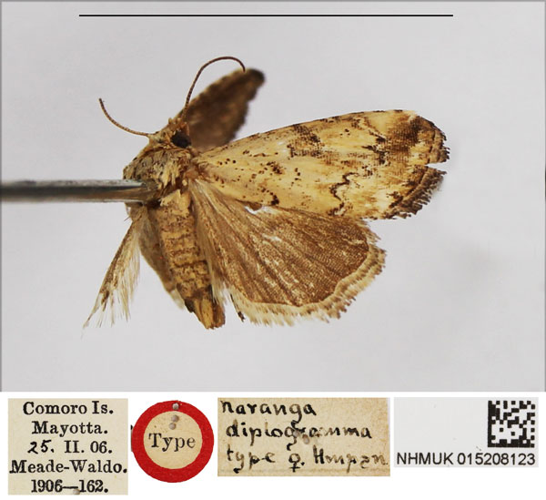 /filer/webapps/moths/media/images/D/diplogramma_Naranga_HT_NHMUK.jpg