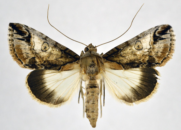 /filer/webapps/moths/media/images/D/diplogramma_Risoba_AF_NHMO.jpg
