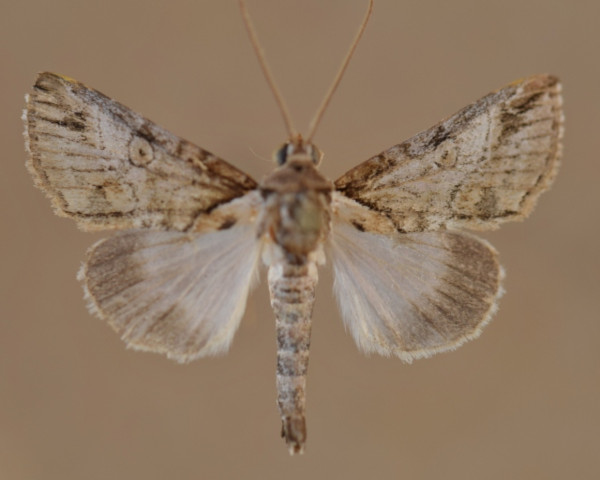 /filer/webapps/moths/media/images/D/diplogramma_Risoba_A_Butler.jpg