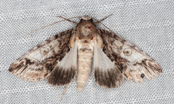 /filer/webapps/moths/media/images/D/diplogramma_Risoba_A_Heyns_02.jpg