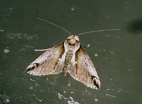 /filer/webapps/moths/media/images/D/diplogramma_Risoba_A_Roland_01.jpg
