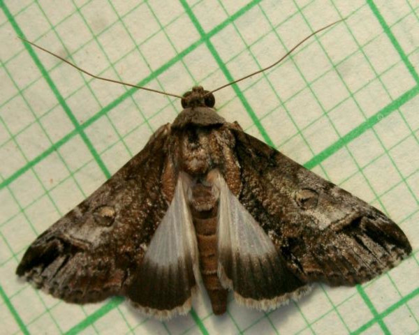 /filer/webapps/moths/media/images/D/diplogramma_Risoba_A_Sydes_01.jpg