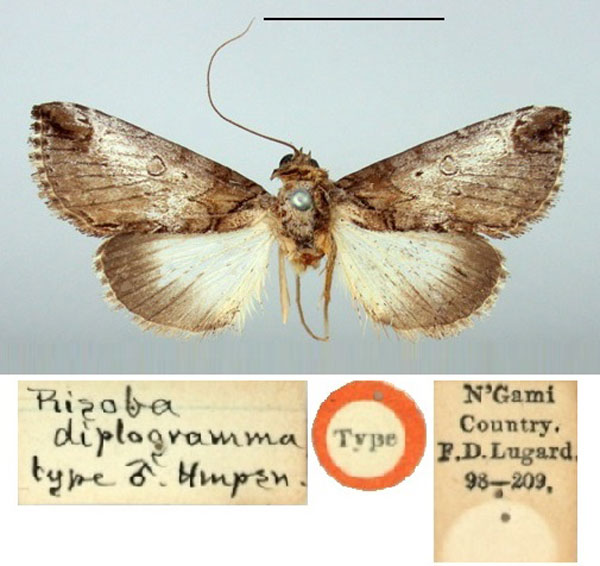 /filer/webapps/moths/media/images/D/diplogramma_Risoba_ST_BMNH.jpg