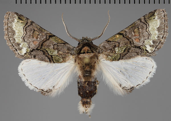/filer/webapps/moths/media/images/D/diplogramma_Thiacidas_AM_Fiebig_02.jpg