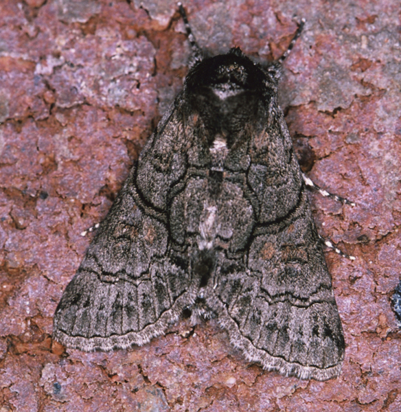 /filer/webapps/moths/media/images/D/diplogramma_Thiacidas_A_Roland_01.jpg