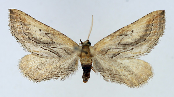 /filer/webapps/moths/media/images/D/diploschema_Hebdomophruda_AF_TMSA.jpg