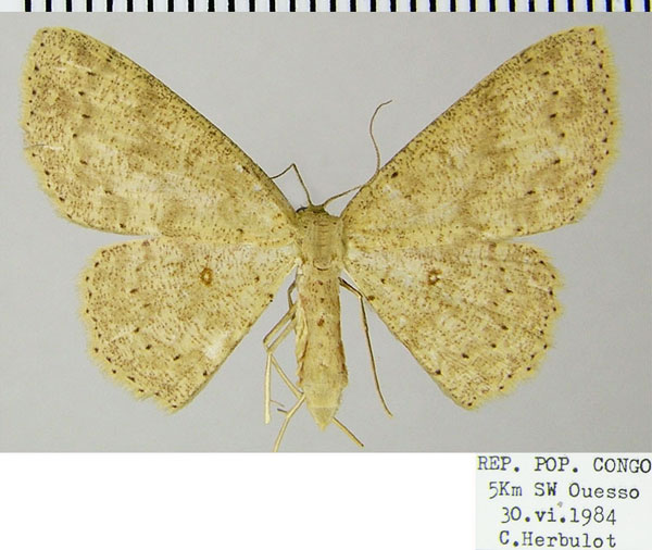 /filer/webapps/moths/media/images/D/diplosticta_Cyclophora_AF_ZSM.jpg