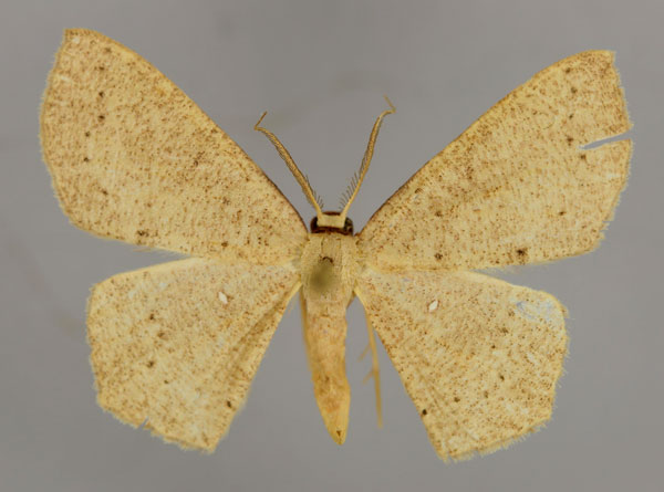 /filer/webapps/moths/media/images/D/diplosticta_Cyclophora_A_ZSM_01.jpg